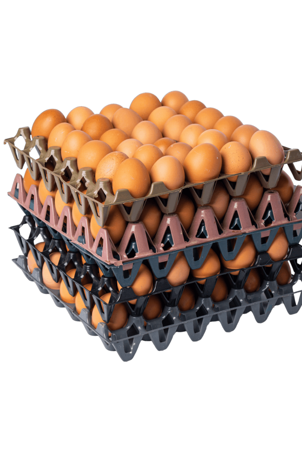 pally egg (2)